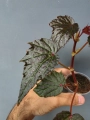 Begonia Dancing Dragon dd1