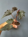 Begonia Dancing Dragon dd1