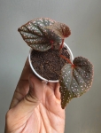 Begonia sp. Pink Metallic Spots