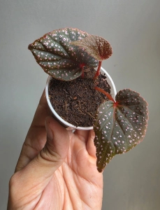 Begonia sp. Pink Metallic Spots