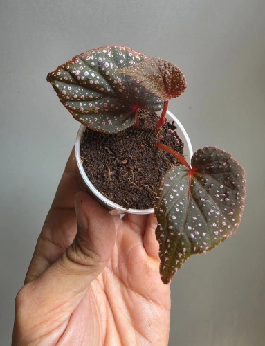 Begonia sp. Pink Metallic Spots
