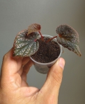 Sadzonka Begonia sp. Pink Metallic Spots