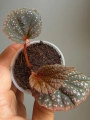 Zbliżenie na Begonia sp. Pink Metallic Spots