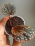 Zbliżenie na Begonia sp. Pink Metallic Spots