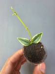 Hoya bella variegata