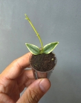 Hoya bella variegata