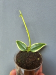 Hoya bella variegata