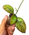 Hoya aff. biakensis