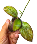 Hoya aff. biakensis