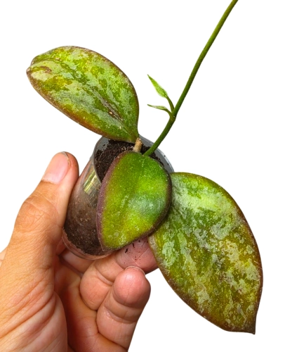 Hoya aff. biakensis