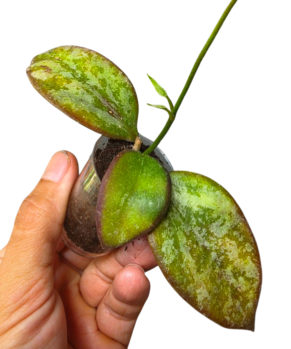 Hoya aff. biakensis
