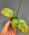 Hoya aff. biakensis