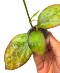 Hoya aff. biakensis