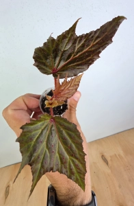 Begonia Dancing Dragon