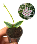 Hoya bella variegata