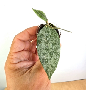 Hoya caudata Snowdust