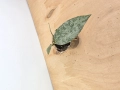 Hoya caudata Snowdust sadzonka