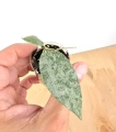 Hoya caudata Snowdust zbliżenie