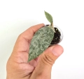 Hoya caudata Snowdust w małej doniczce
