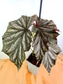 Begonia Pink Minx 2