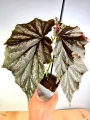 Begonia Pink Minx 5