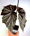 Begonia Pink Minx 3