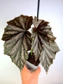 Begonia Pink Minx 6