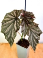 Begonia Pink Minx 4