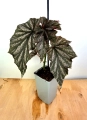 Begonia Pink Minx 1