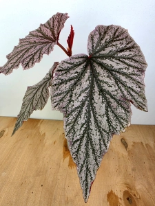 Begonia Looking Glass