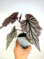 Begonia Looking Glass w doniczce