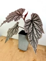 Zbliżenie na Begonia Looking Glass