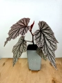Liście Begonia Looking Glass