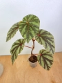 Begonia Irian Jaya