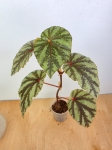 Begonia Irian Jaya