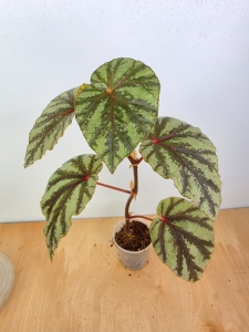 Begonia Irian Jaya M
