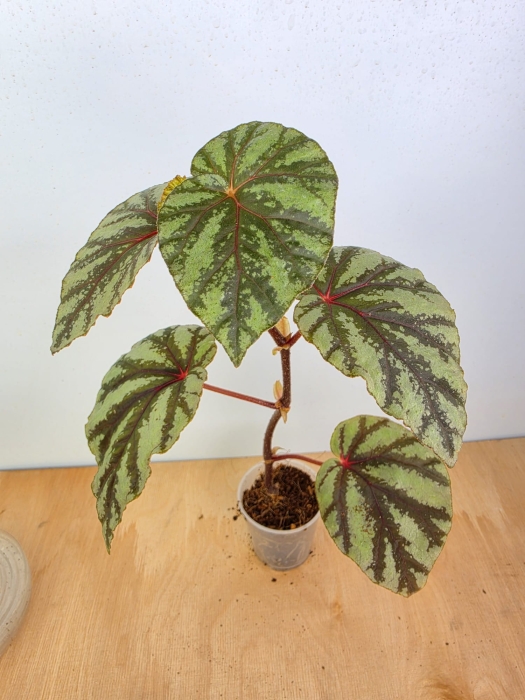 Begonia Irian Jaya