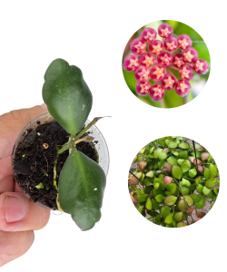 Hoya panchoi