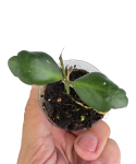 Hoya panchoi