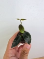 Hoya Hoja paziae