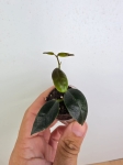 Hoya Hoja paziae