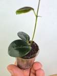 Hoya Hoja paziae