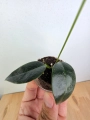 Hoya Hoja paziae