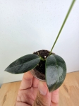 Hoya Hoja paziae