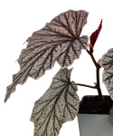 Begonia Pink Minx