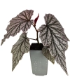 Begonia Pink Minx