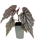 Begonia Pink Minx