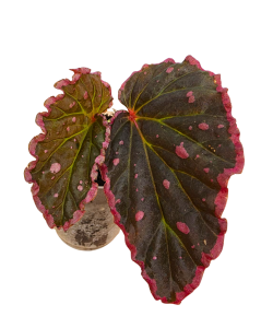 Begonia Furia