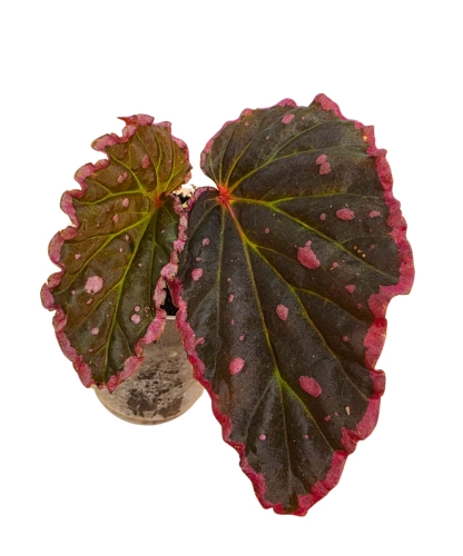 Begonia Furia