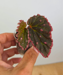 Begonia Furia